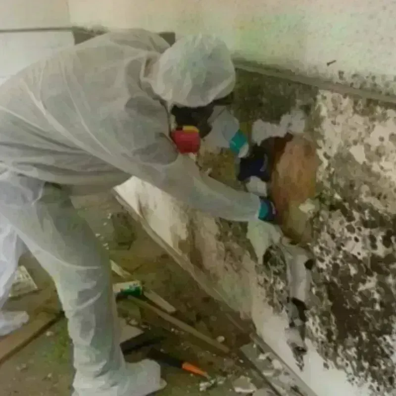 Mold Remediation and Removal in Manti, UT